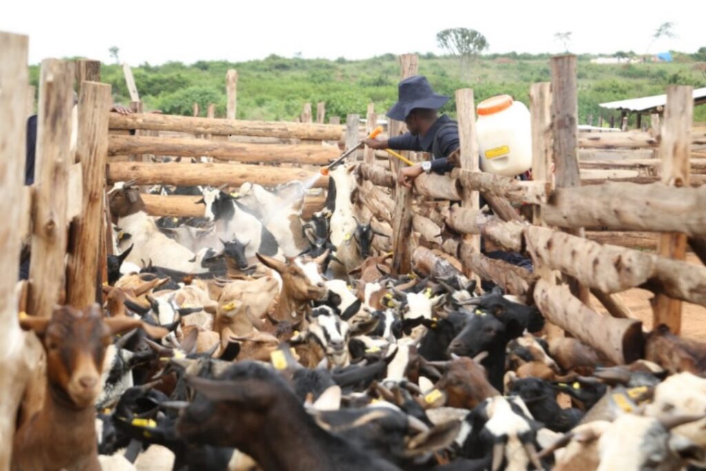 whatsapp image 2025 10 31 at 14.44.22